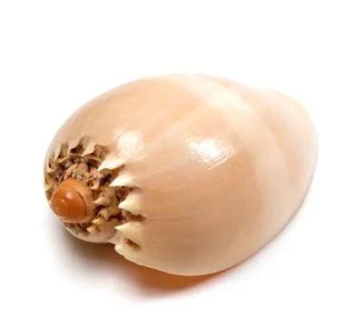 Shell of Cymbiola on white Stock Photos
