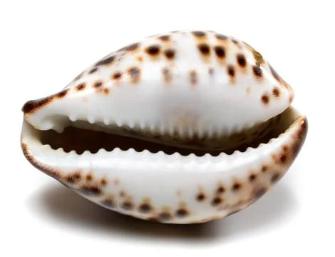 Shell of Cypraea tigris Stock Photos