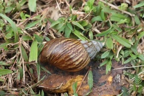 A shell of a dead snail. Stock Photos