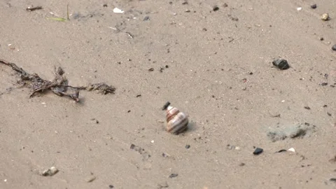 Shell dragged by the sea to the shore of the beach. Stock Footage 328455614