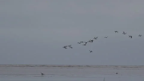 Shell duck flying low on migration in England UK 4K Stock Footage 143090130