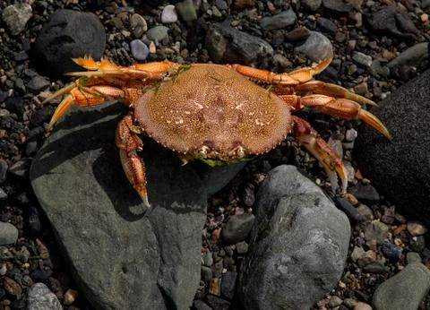 The shell of a Dungeness crab on a beach 스톡 사진
