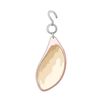 Shell earrings illustration Stock Illustration