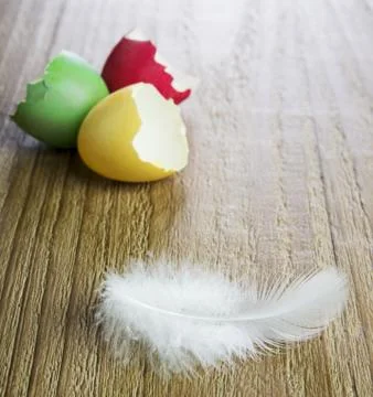 Shell easter eggs and white feather Stock Photos