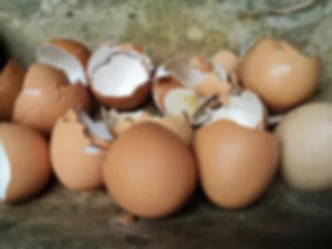 A shell of an Eggs with many eggs shell blur backgrounds. Stock Photos