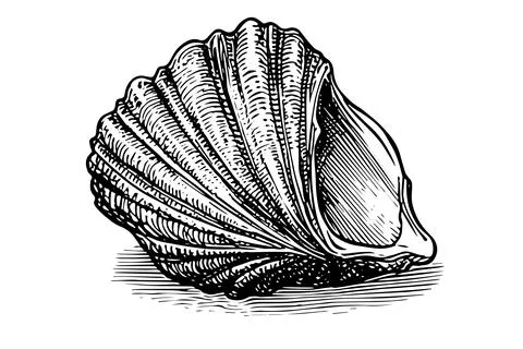 Shell engraved in hand drawn style on white background. Vector sketch. 스톡 일러스트