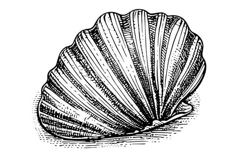Shell engraved in hand drawn style on white background. Vector sketch. イラスト素材