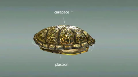 Shell of European pond turtle Stock Footage 288179089