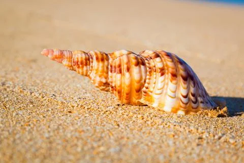 Shell on exotic beach Stock Photos