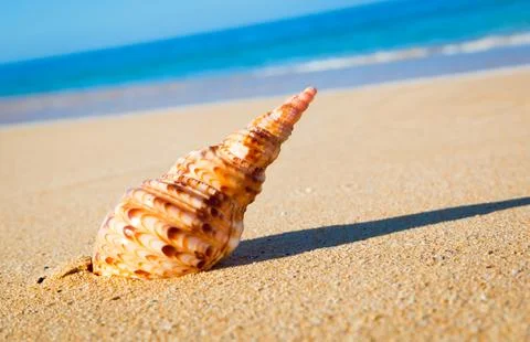 Shell on exotic beach Stock Photos