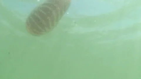 Shell falling Stock Footage 4347863