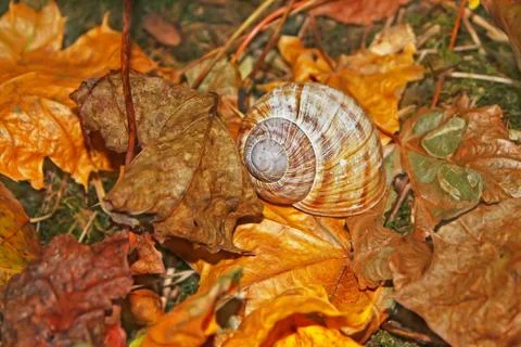 Shell on falling leaves Stock Photos