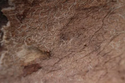 Shell fiber Foto stock