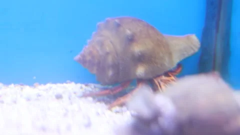 Shell fish moving inside the tank it is very beautiful Stock Footage 164855300