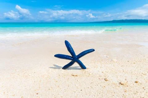 Shell fish Stock Photos