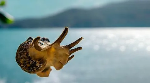 A shell floating in the air. Close-up. In the background is a blue ocean and  Stock Photos