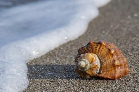 A shell is floating in the ocean water Stock-Fotos
