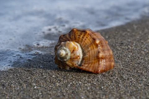 A shell is floating in the ocean water Stock-Fotos