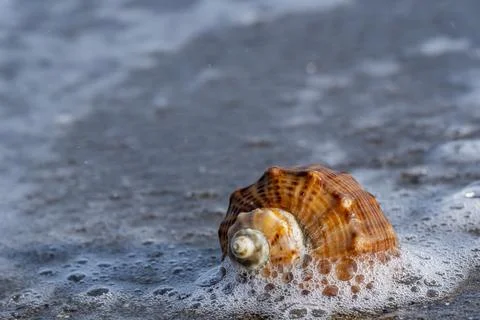 A shell is floating in the ocean water Stock-Fotos