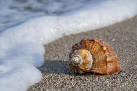 A shell is floating in the ocean water 스톡 사진