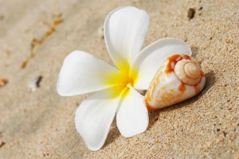Shell &amp; flower on a beach Stock Photos