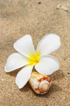 Shell &amp; flower on a beach Stock Photos