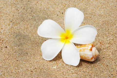 Shell &amp; flower on a beach Stock Photos