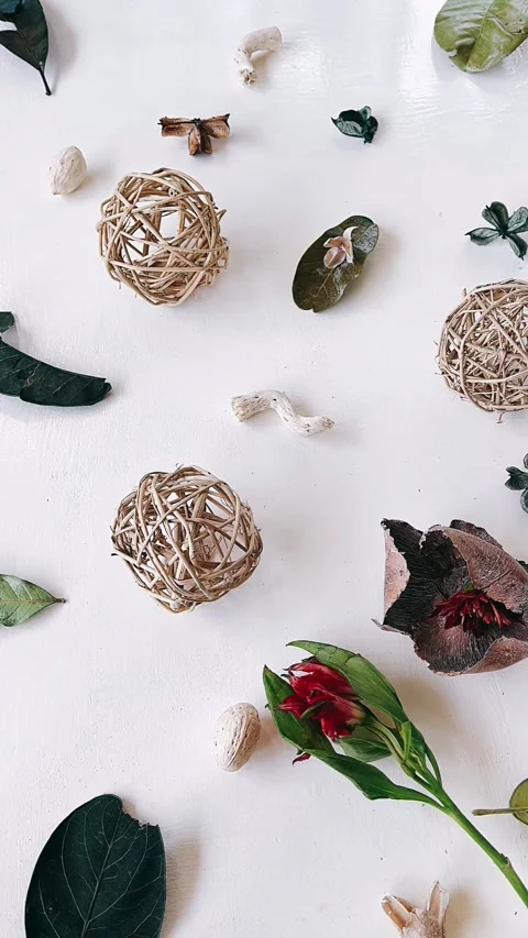 Shell, food, isolated, decoration, seashell, set, sea, nature, brown, 스톡 동영상 242802128