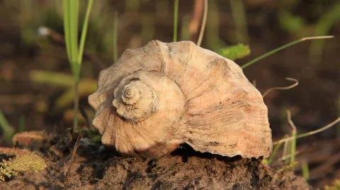 Shell Stock Footage 906556