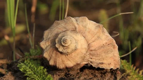 Shell Stock Footage 906567