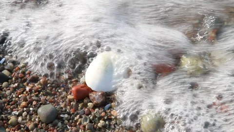 Shell Stock-Footage 3376133