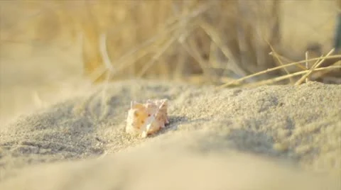 Shell Stock Footage 10843057