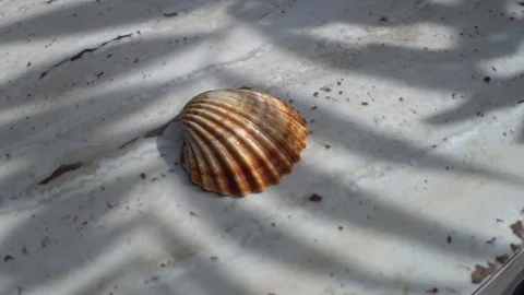 Shell Stock Footage 110914940