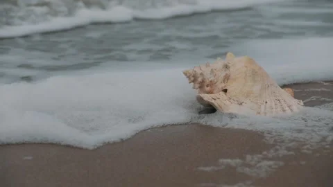 Shell  스톡 동영상 201306619