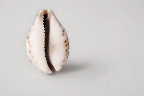 Shell in the form of a vagina on a gray background. The concept of women's he Stock Photos