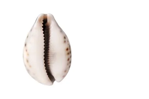 Shell in the form of a vagina on a gray background. The concept of women's Stock Photos