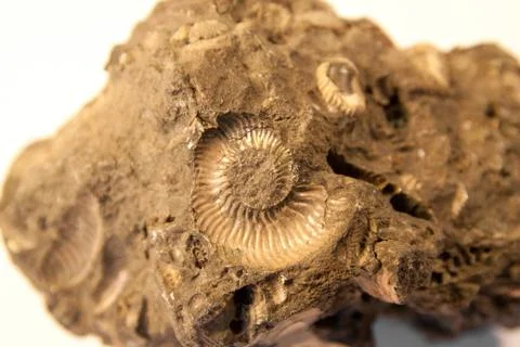 Shell fossil Stock Photos