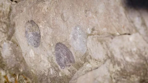 Shell fossils millions of years old in solid rock Stockbeeldmateriaal 260153779