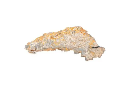 Shell fragment isolated Stock Photos