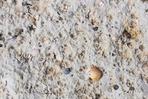 Shell Fragments Embedded in Limestone Surface Foto stock