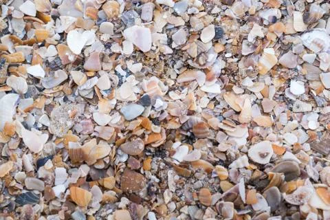 Shell fragments on the seashore. Background. Texture. Wallpaper Stock Photos