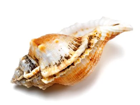 Shell of frog snail (Tutufa bubo) Stock Photos