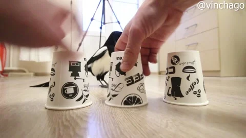 Shell Game is No Match for Clever Magpie, Samara, Russia - 07 Jun 2021 Stock Footage 205345895