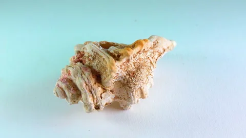 Shell of a gastropod mollusc from different angles Stock Footage 205316482