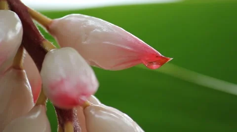Shell Ginger (Alpinia Zerumbet) Covered in Dew Stock Footage 60032309
