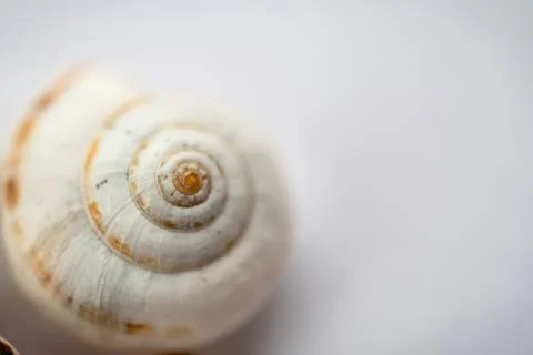 The shell of a grape snail is close-up on a light background, in powdery tinting Stock Photos