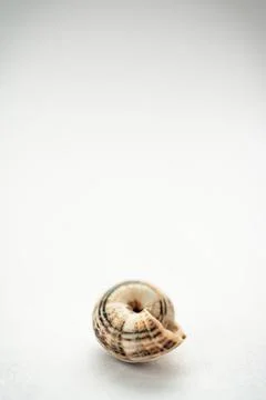 The shell of a grape snail is close-up on a light background, in powdery tinting Stock Photos