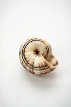 The shell of a grape snail is close-up on a light background, in powdery tinting Stock Photos