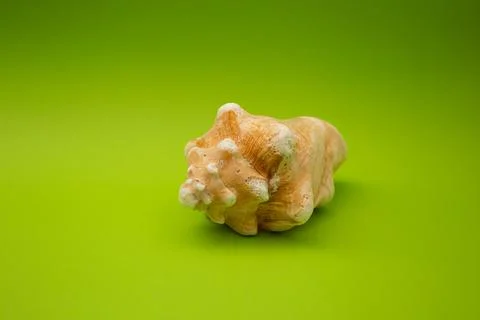 Shell on a green background, macro shot Stock Photos