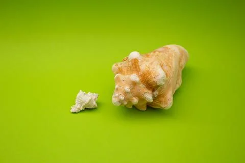Shell on a green background, macro shot Foto stock